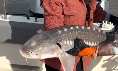 Berkeley Video Report 0