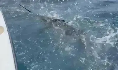 Playa Flamingo Report Video 1