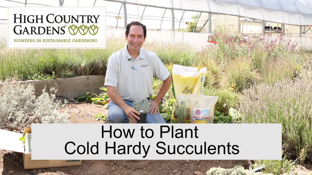 Planting Cold Hardy Succulents (Agave and Yucca)