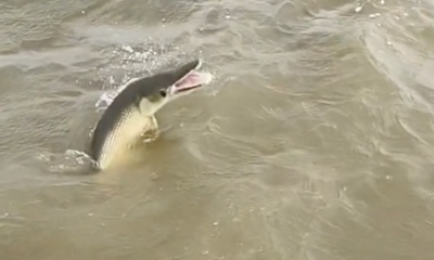 Matagorda Видео отчет 0
