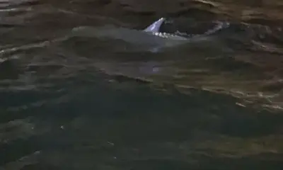 Miami Report Video 0