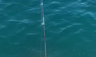 King Mackerel are back!!