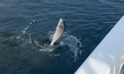 Mount Pleasant Report Video 0