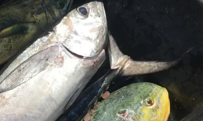 Jensen Beach Report Video 0