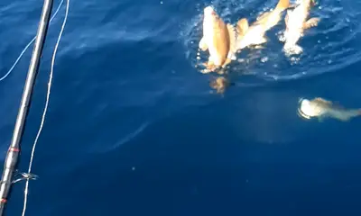 Ensenada Report Video 0