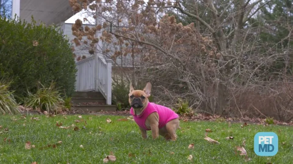 how to keep neighborhood dogs from peeing on plants