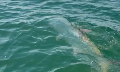 Palm Harbor Report Video 0