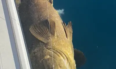 Sarasota Report Video 0