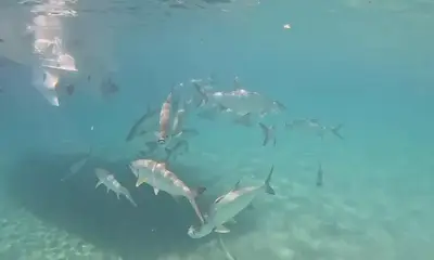 Great snorkeling tour