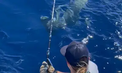 Huge hammer head shark 