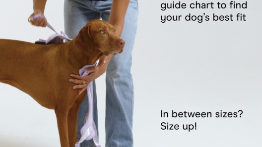 Wild One Adjustable Cushioned Dog Harness