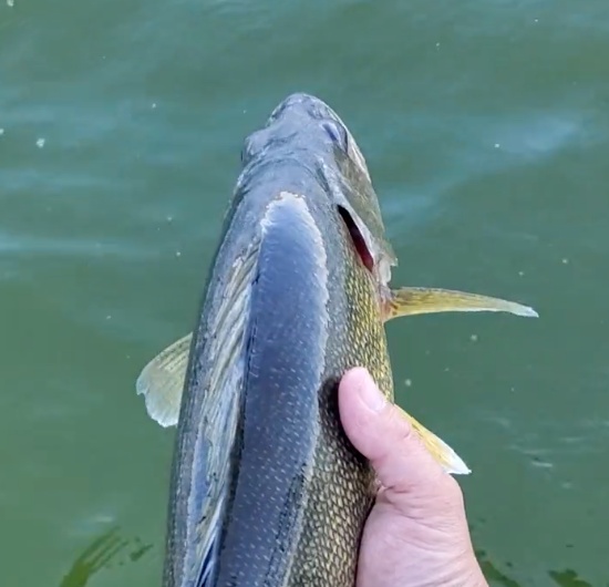 Business Card: 1st K Guide Service ? Mille Lacs