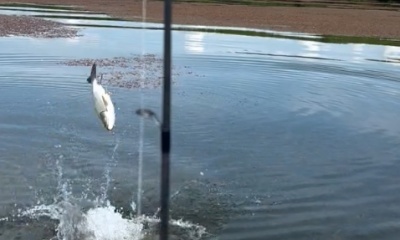 Florida Bay Report Video 2