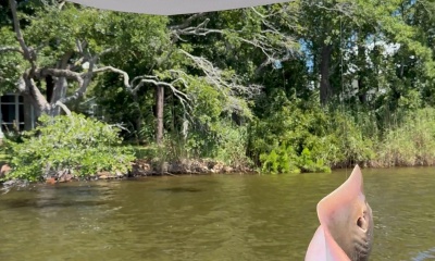Only Jesus could find more fish!