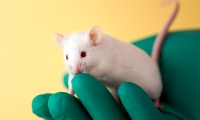 Is Animal Research Ethical?