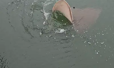 Murrells Inlet Report Video 1