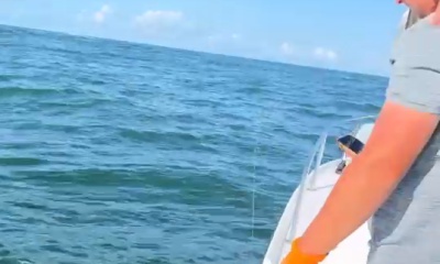 7 sharks in 1 day!!! 