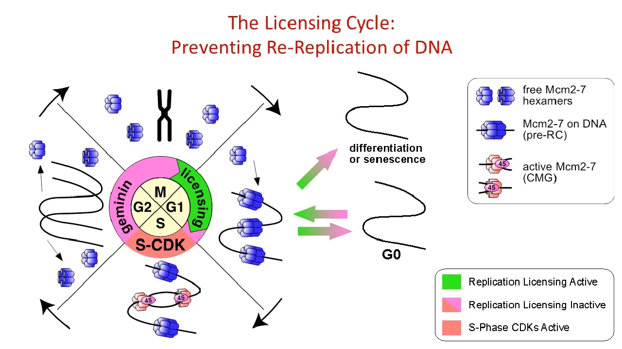 細胞周期の解読：がんの細胞周期調節の役割 | Cell Signaling Technology