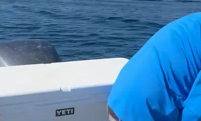 Bahía de los Ángeles Report Video 1