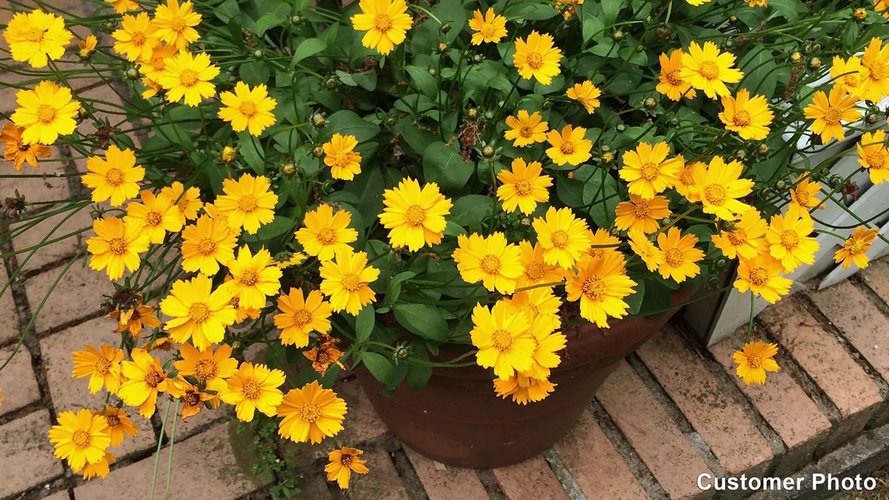 Coreopsis 'Red Satin' (Tickseed)