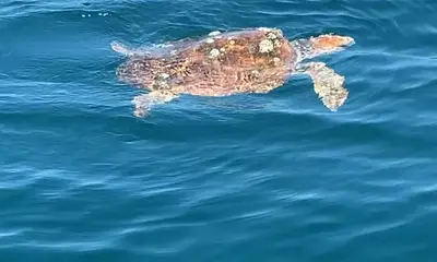 Awesome Spring Fishing in SC