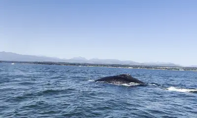 We had a whale of a time