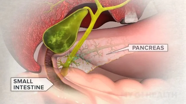 Small Intestine: Function, anatomy & Definition