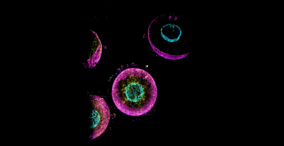 ZEISS Lattice Lightsheet - Oocytes 2