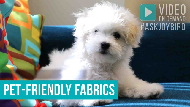 Pet Friendly Fabrics Joybird