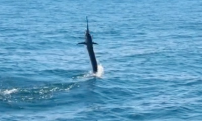 Tavernier Report Video 0