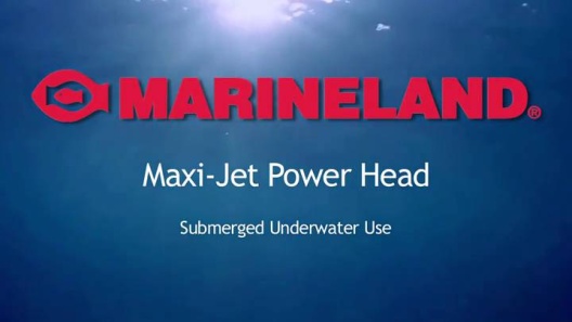 Play Video: Learn More About Marineland From Our Team of Experts
