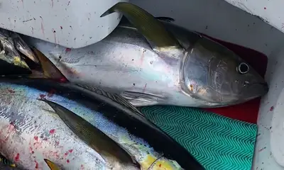 Herradura Report Video 0