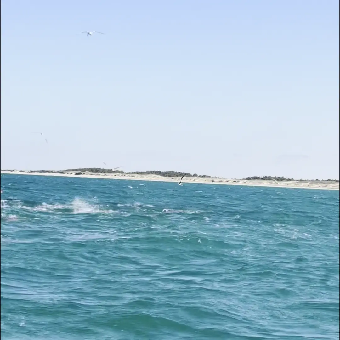Business Card: Flying Fish Charters