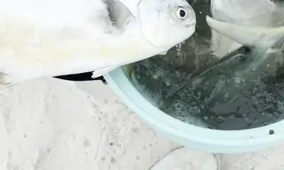 Santa Rosa Beach Report Video 0