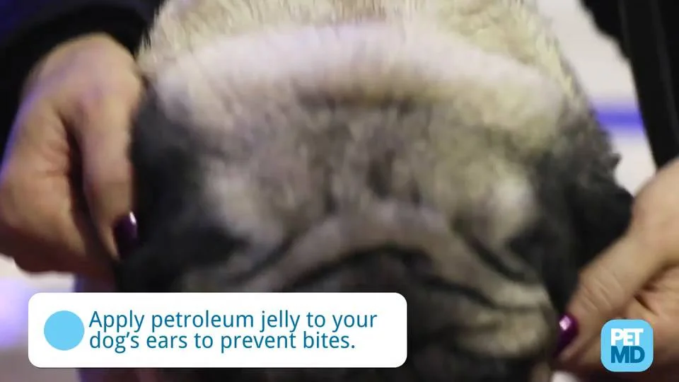 can you put petroleum jelly on a dogs nose