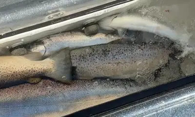 Sheboygan Report Video 0