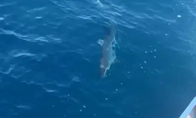 Silky shark on a spinner