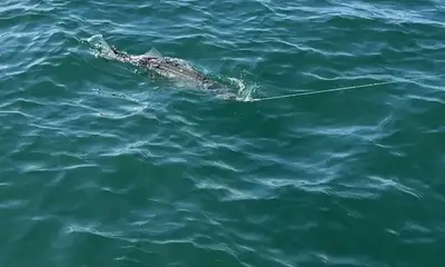 Montauk Report Video 0