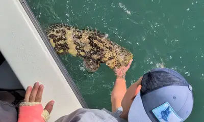 Bay Pines Report Video 0