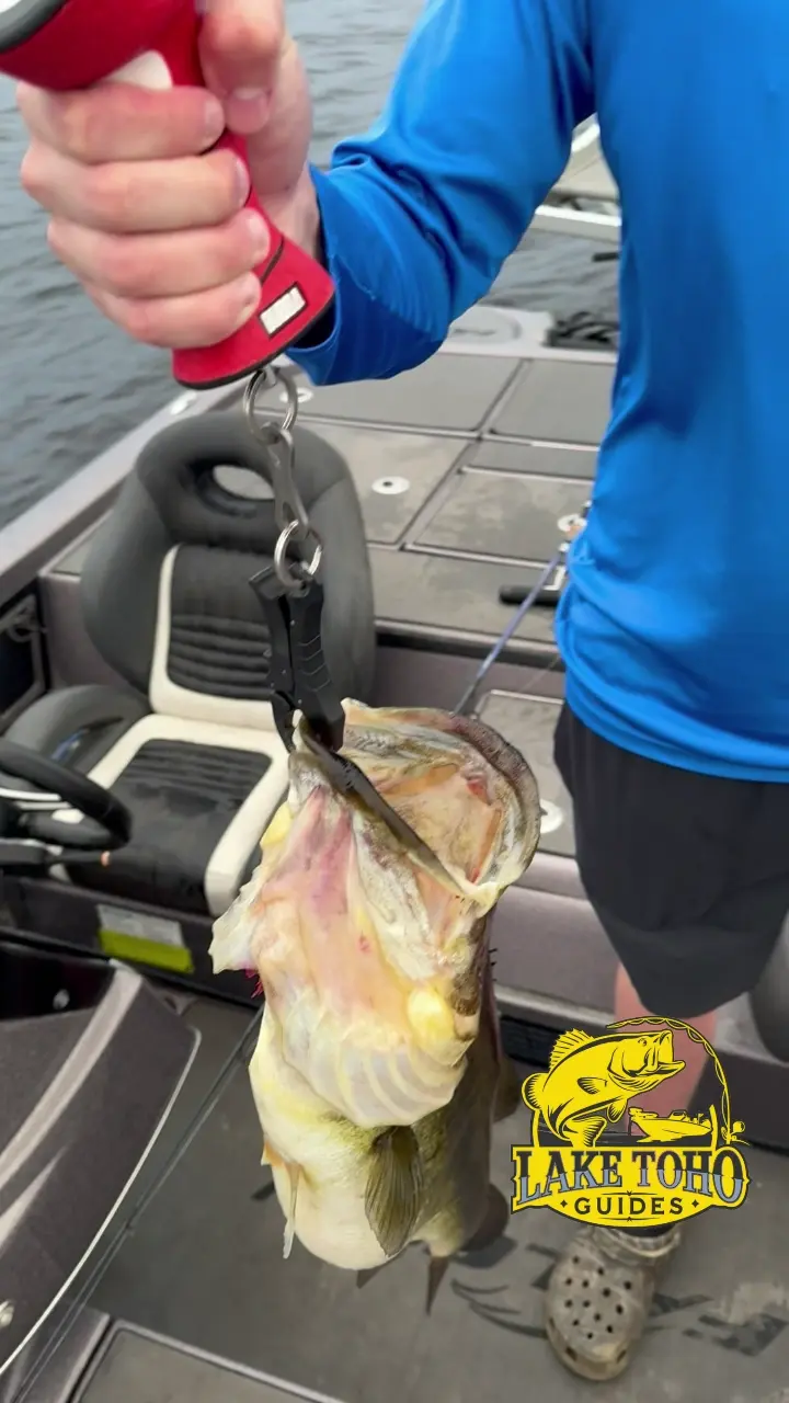Business Card: Lake Toho Guides ? Orlando & Kissimmee