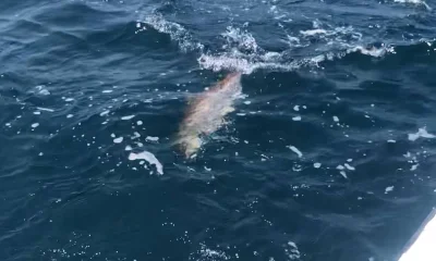 Orange Beach Report Video 0