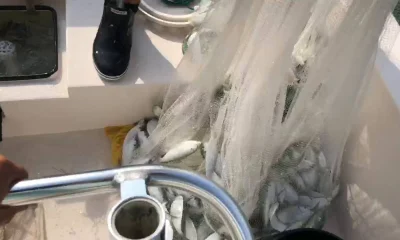 Sarasota Report Video 0