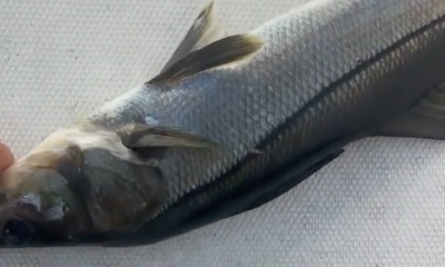 LaBelle Report Video 0