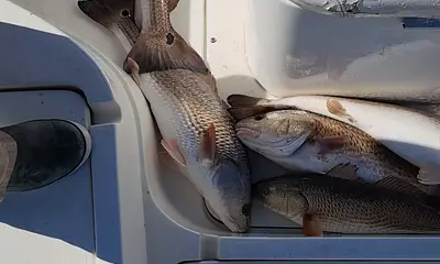 Slidell Report Video 0