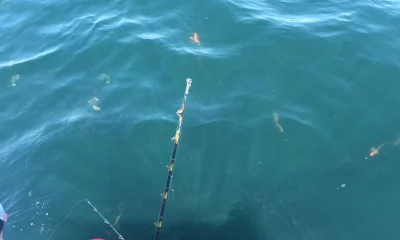 Orange Beach Report Video 0