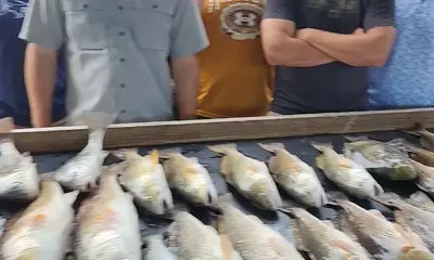 St. Bernard Report Video 0