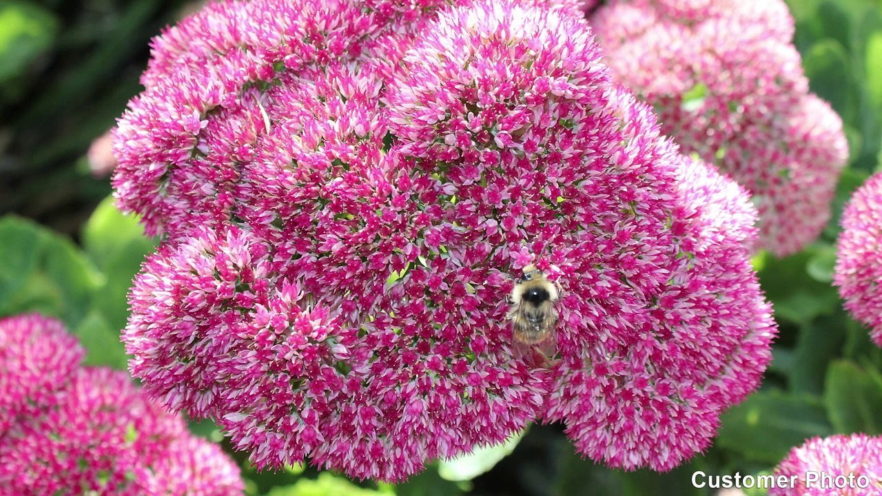 Autumn Joy Sedum