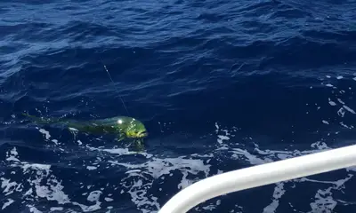 West Bay Report Video 1