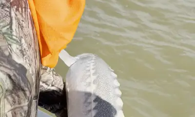 Berkeley Verslag Video 0