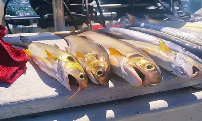 Puerto Vallarta Report Video 0